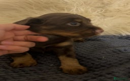 Cocker Spaniel dogs for sale: KC Reg Docked Working Cocker Spaniel puppies - Image 12