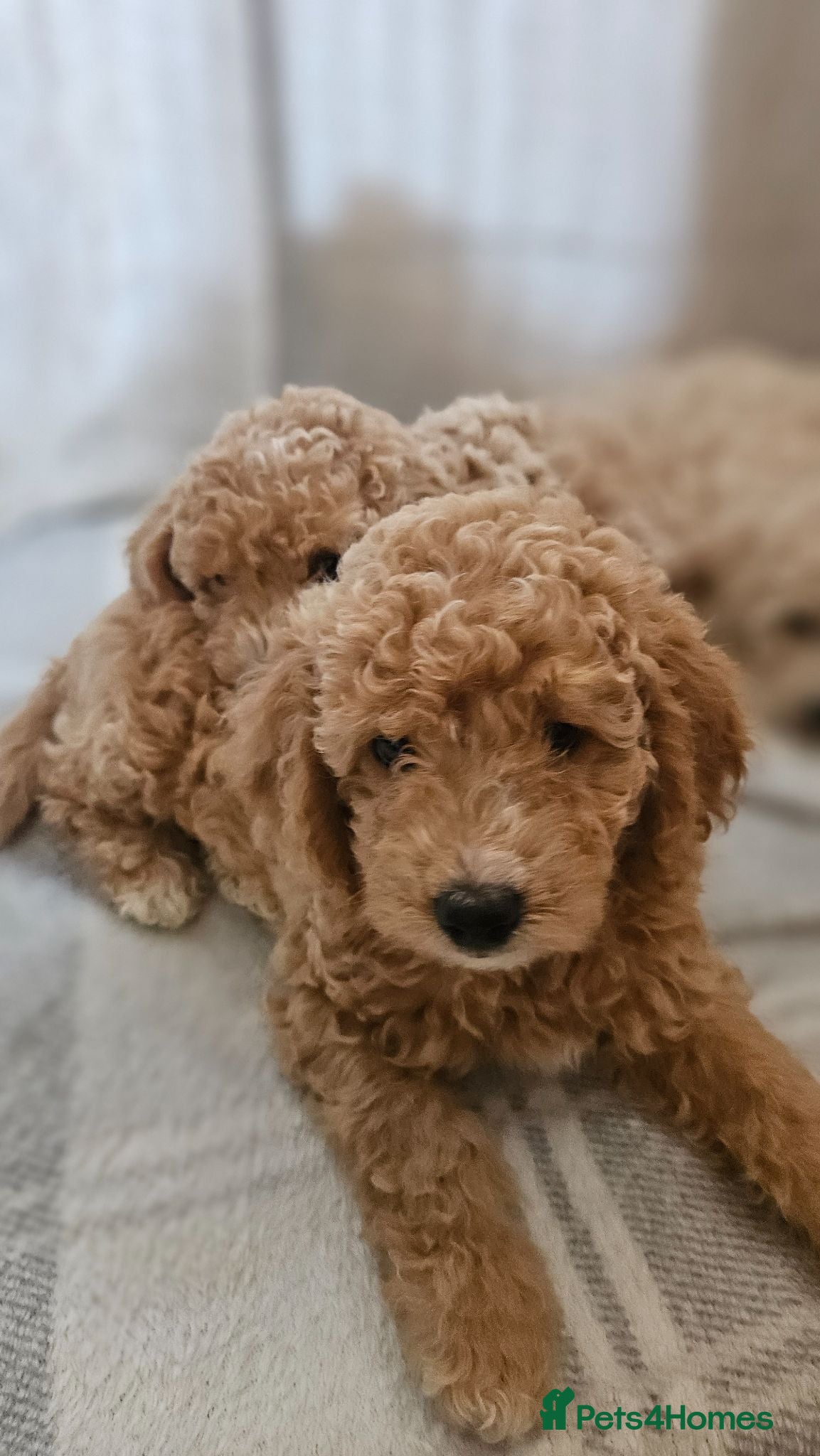 Mini Goldendoodle dogs Toy Goldendoodle Puppies (READY TO LEAVE)✨ - Advert 2