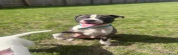Mixed Breed dogs for sale: Mixed breed male  in Bicester - Advert 2