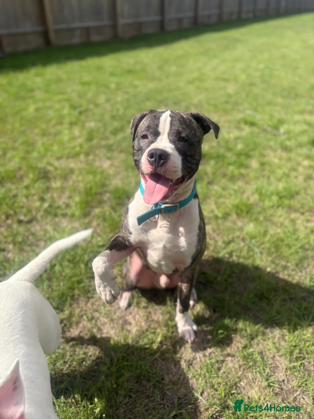 Mixed Breed dogs for sale: Mixed breed male  in Bicester - Advert 2