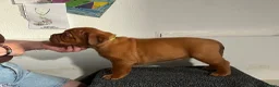 Dogue De Bordeaux dogs for sale: Exceptional KC Dogue de Bordeaux Puppies - Advert 25