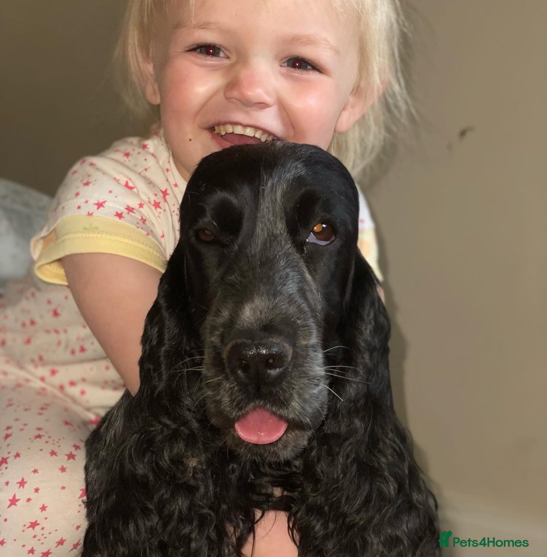 Cocker Spaniel dogs for sale: True show type male.  - Image 8