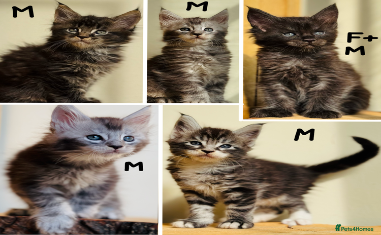 Maine Coon cats - Advert 2