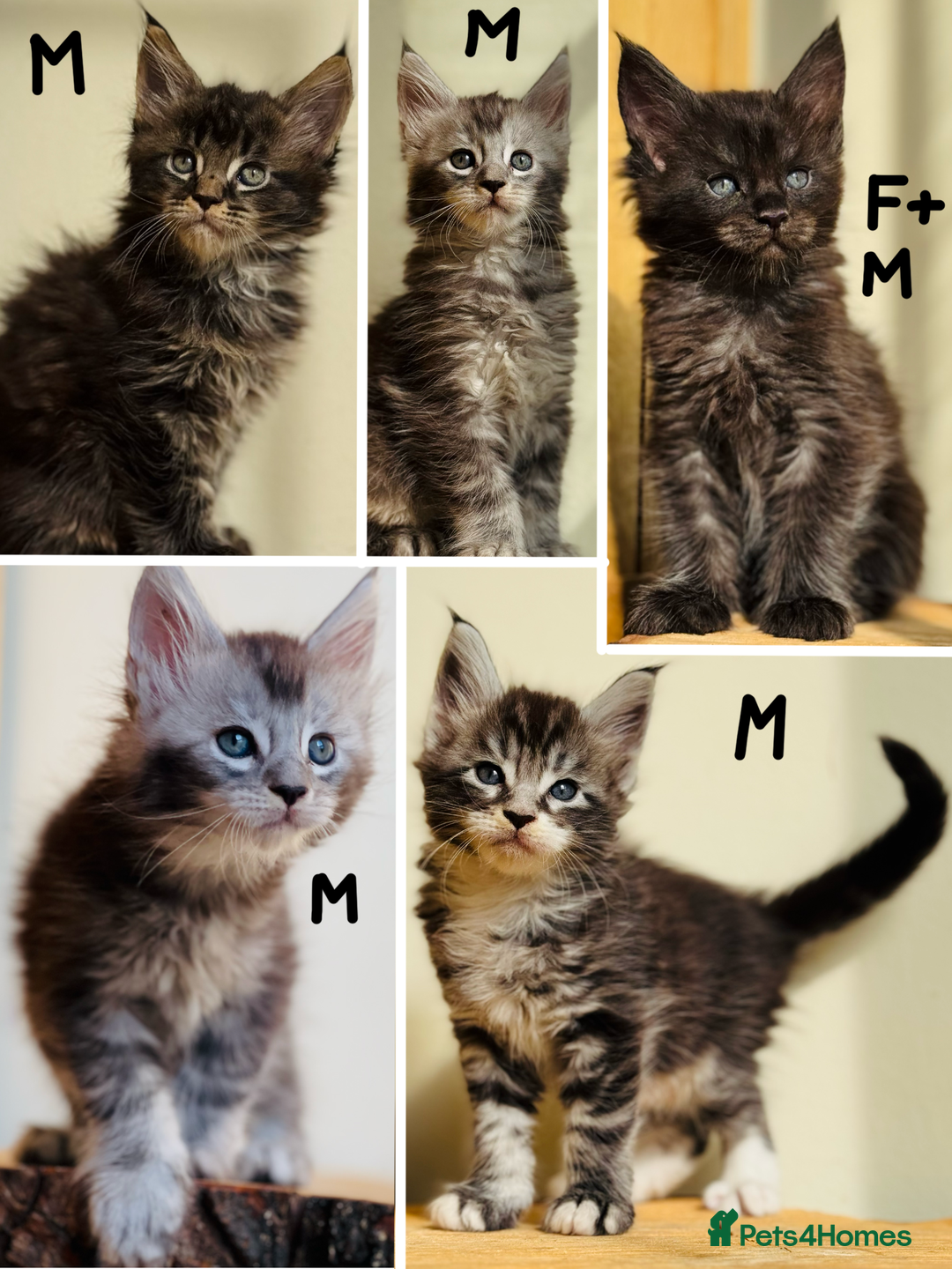 Maine Coon cats for sale: Beautiful pure bred Maine Coon kittens - Image 1