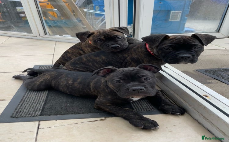 Mixed Breed dogs in Shotts - Advert 1