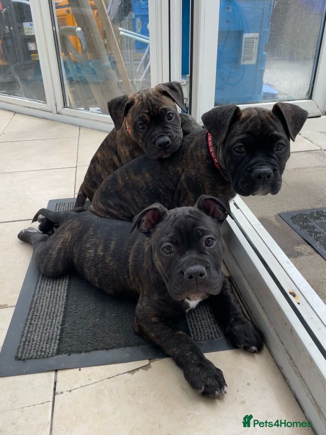 Mixed Breed dogs for sale: Old tyme bulldog in Shotts - Image 9