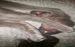 Chartreux cats for sale: Chartreux kittens - Image 6