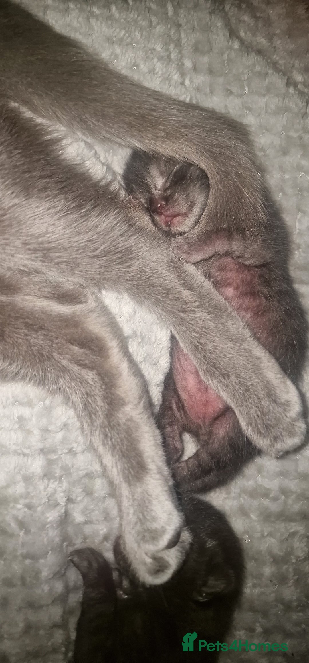 Chartreux cats for sale: Chartreux kittens - Image 6