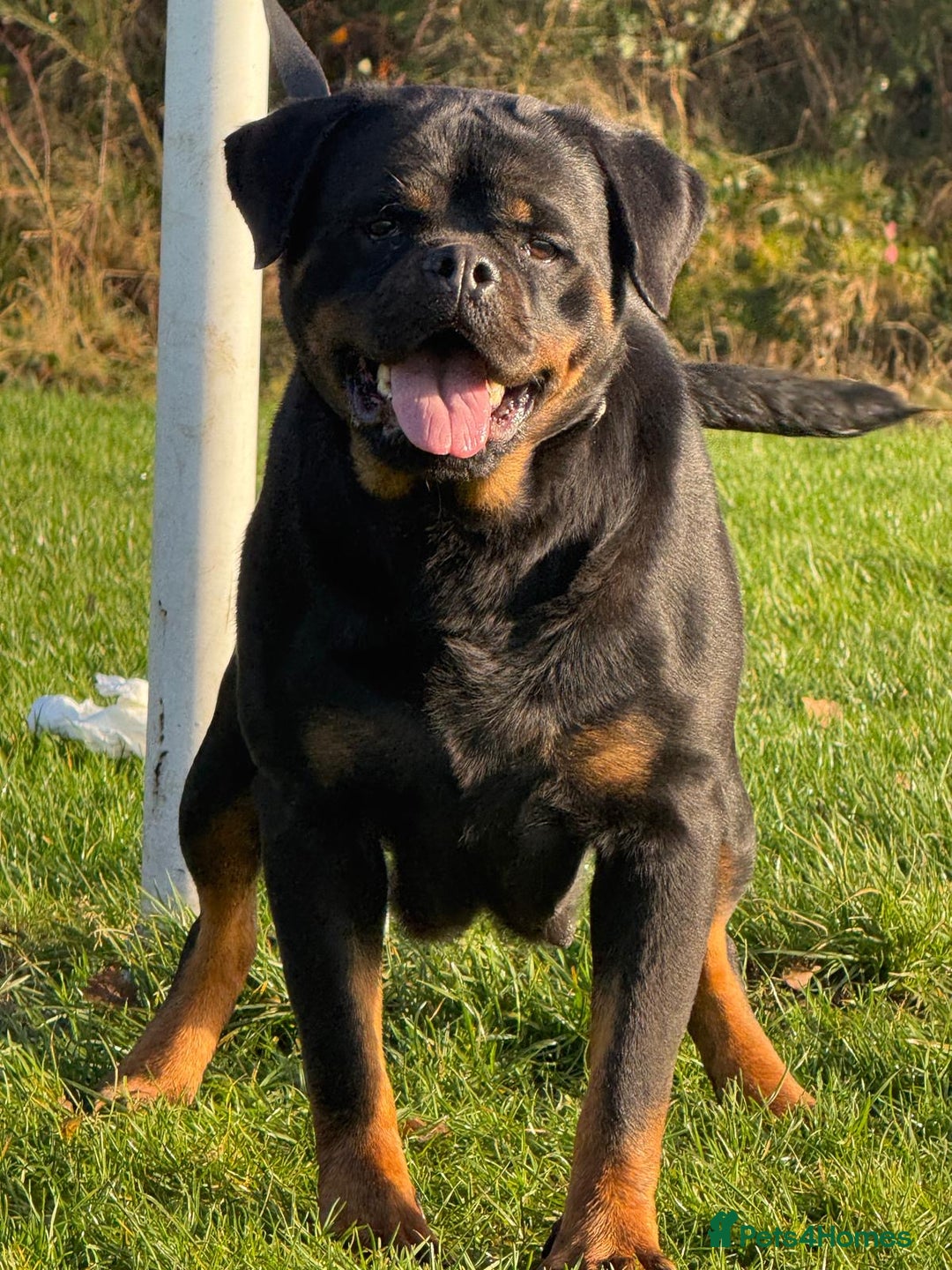 Rottweiler dogs for sale: Top quality kc pups for sale timitor X edelstein - Advert 15