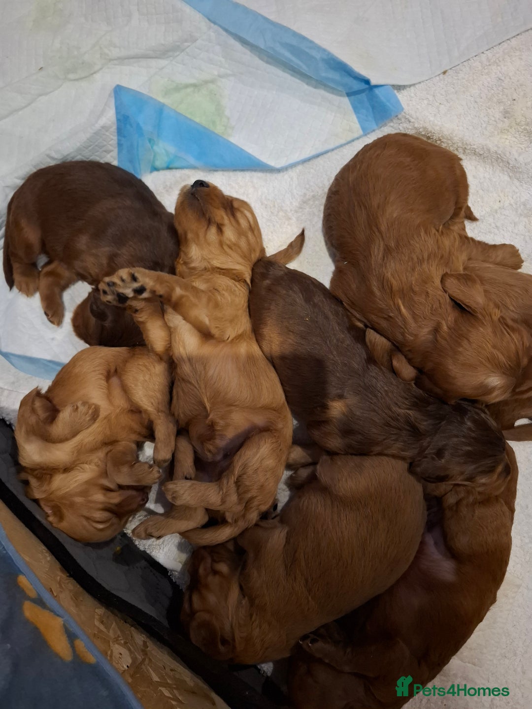 Cockapoo dogs for sale: F2 Cockapoos Puppies Gloucester - Advert 13