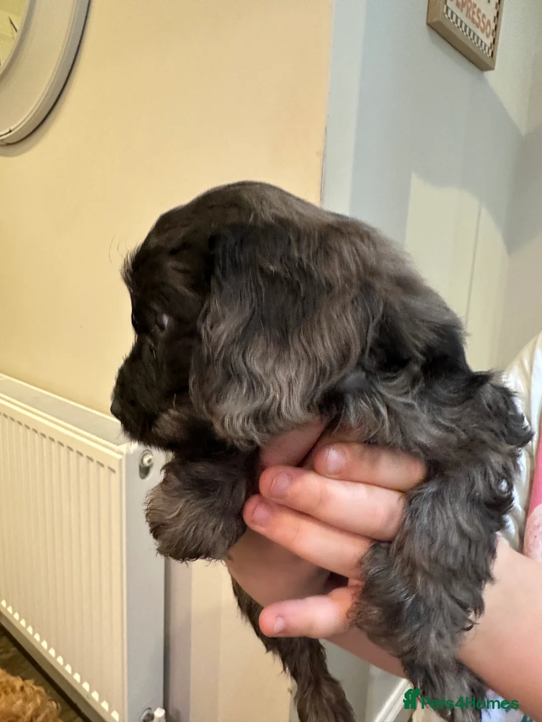 Cockapoo dogs for sale: Beautiful litter of Cockapoo Puppies - Advert 13