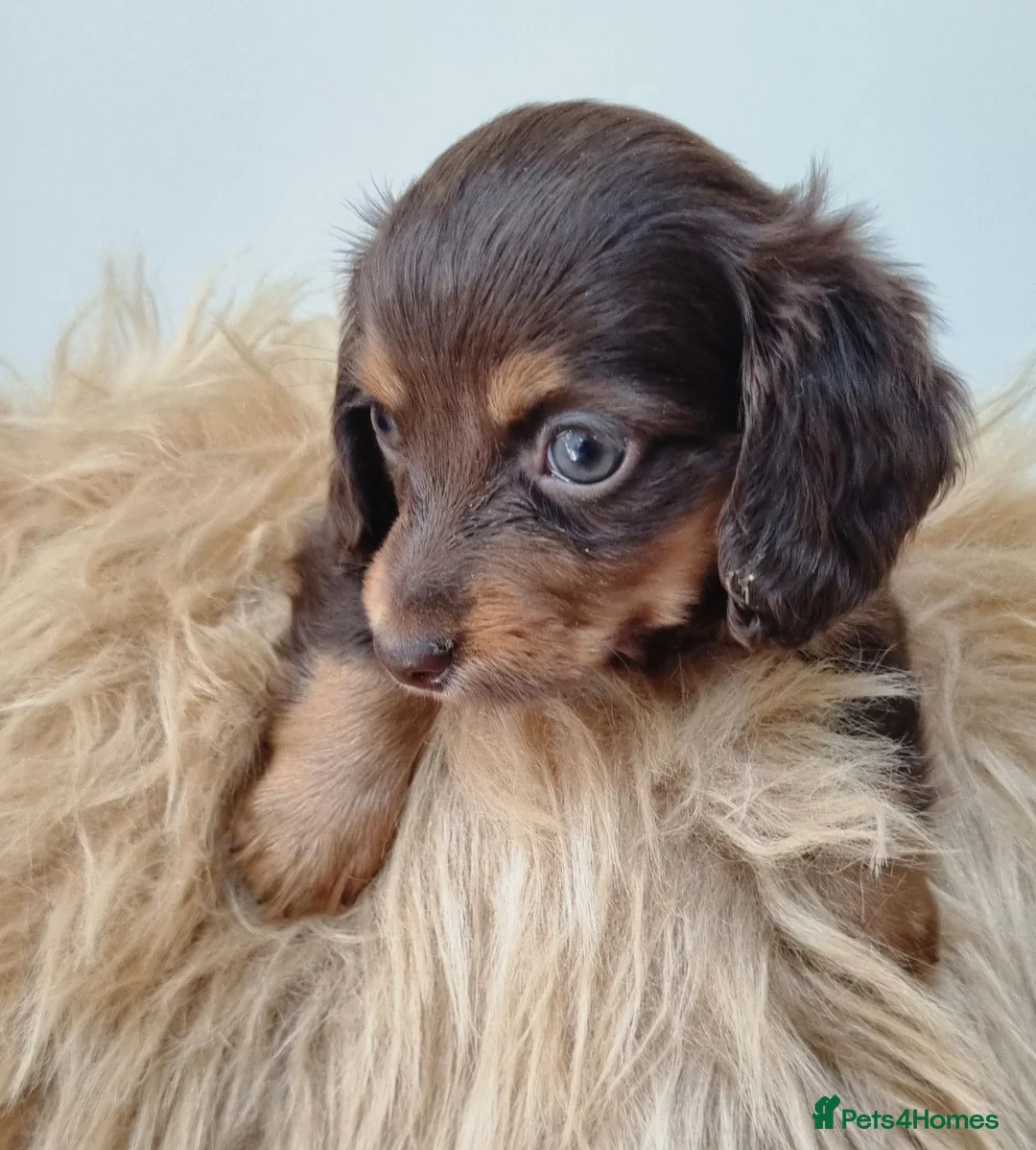 Dachshund dogs for sale: Long Haired True Minature kc Dachshund - Advert 8