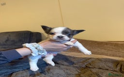 French Bulldog dogs for sale: Kc reg Fluffy Frenchies Ready Now  - Image 18