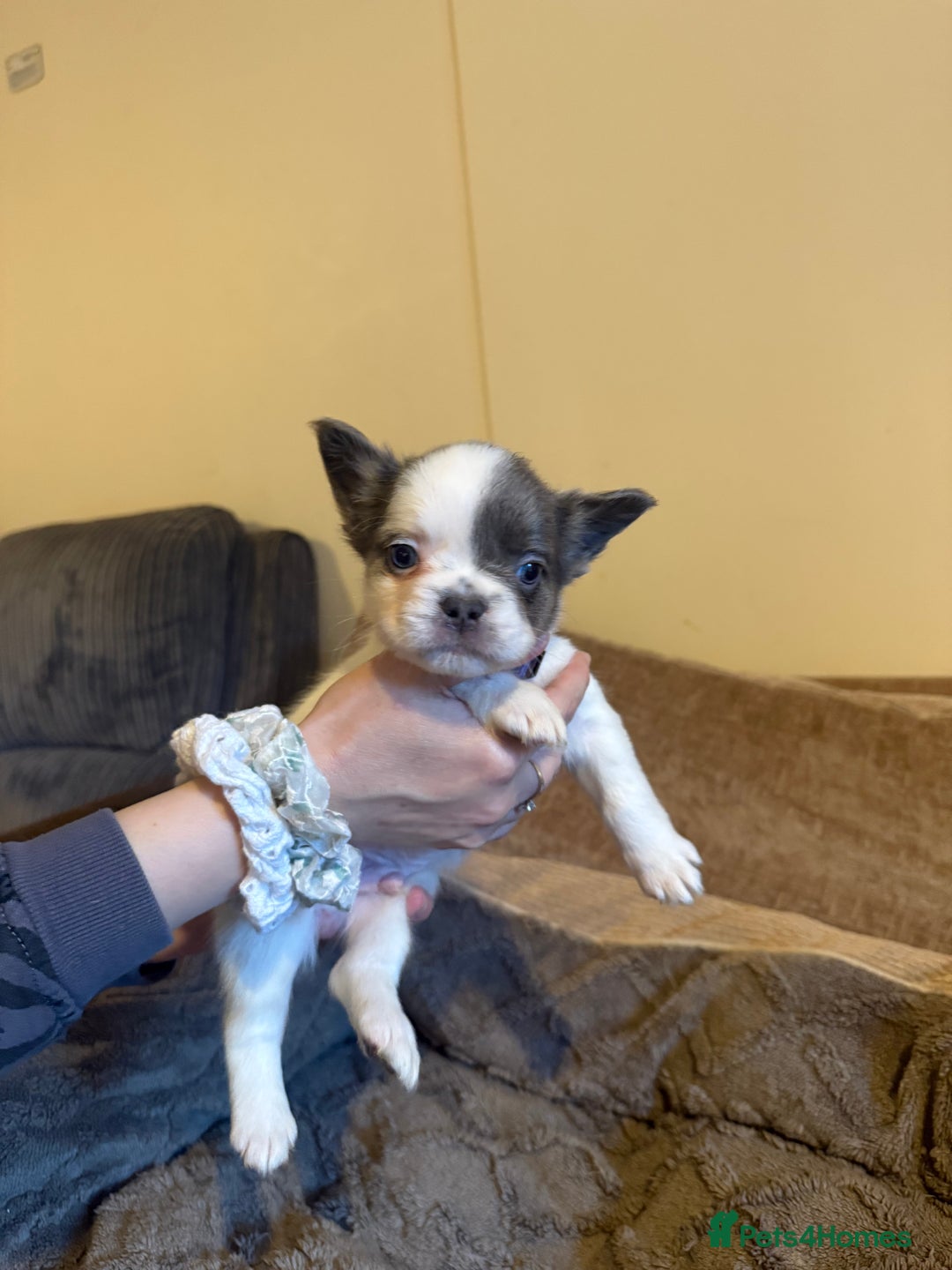 French Bulldog dogs for sale: Kc reg Fluffy Frenchies Ready Now  - Image 18