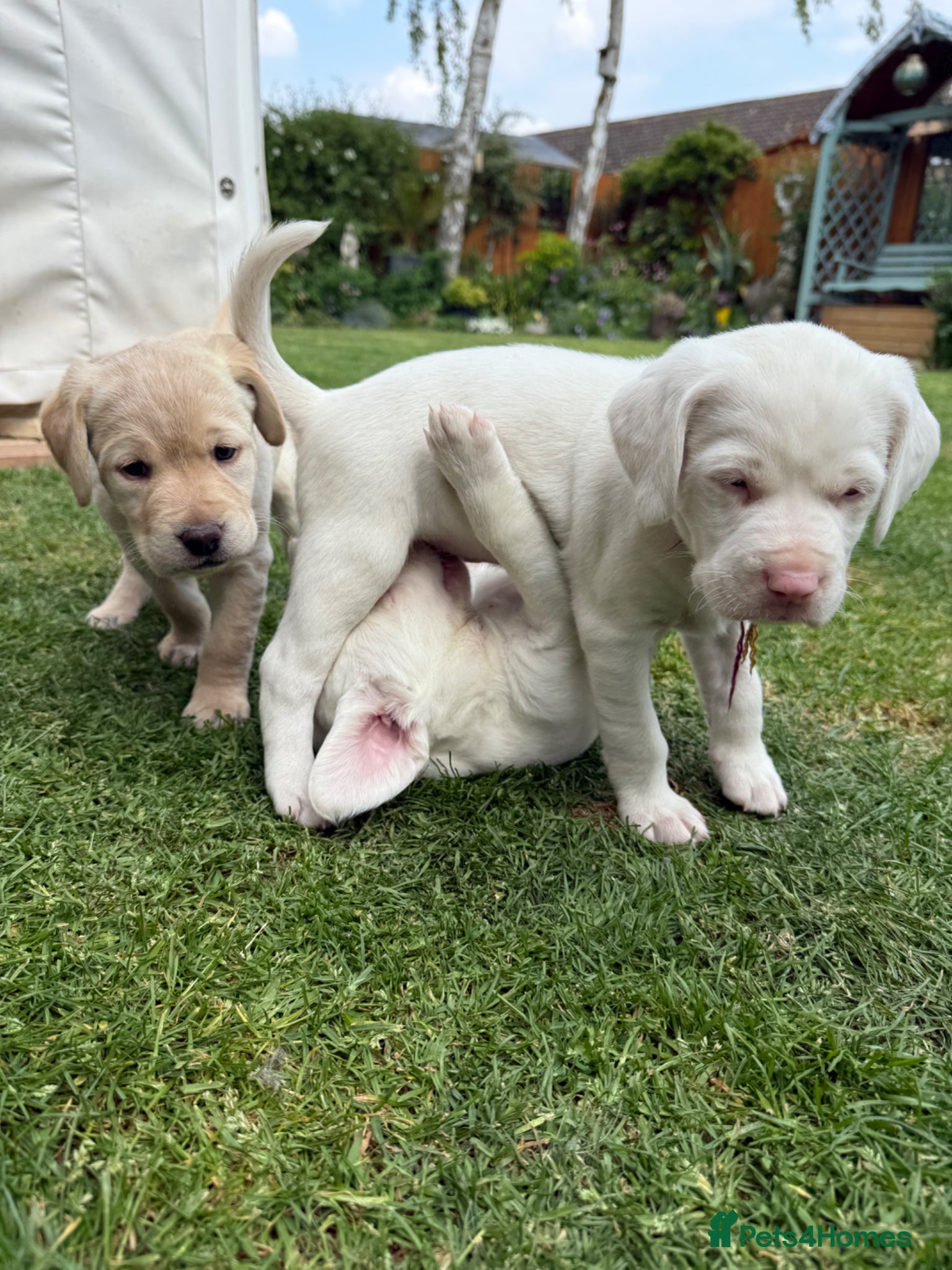 Springador dogs Mischievous Yellow Labrador puppies - Advert 16