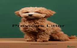 Maltipoo dogs for sale: Stunning F1 Maltipoo Baby Boy - Advert 12
