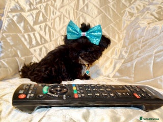 Maltipoo dogs **Micro Tiny F1 Maltese x Toy Poodle Maltipoo Pup* - Advert 4