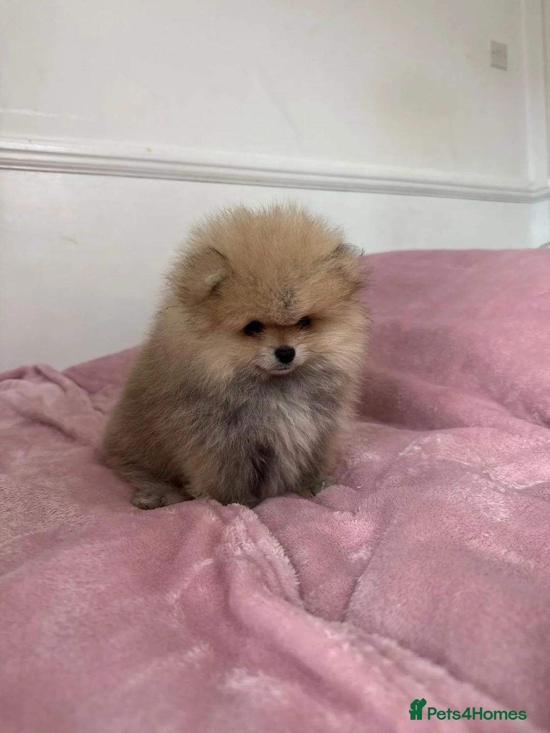 Pomeranian dogs for sale: Ready to go Excellent Pomeranian - Advert 2
