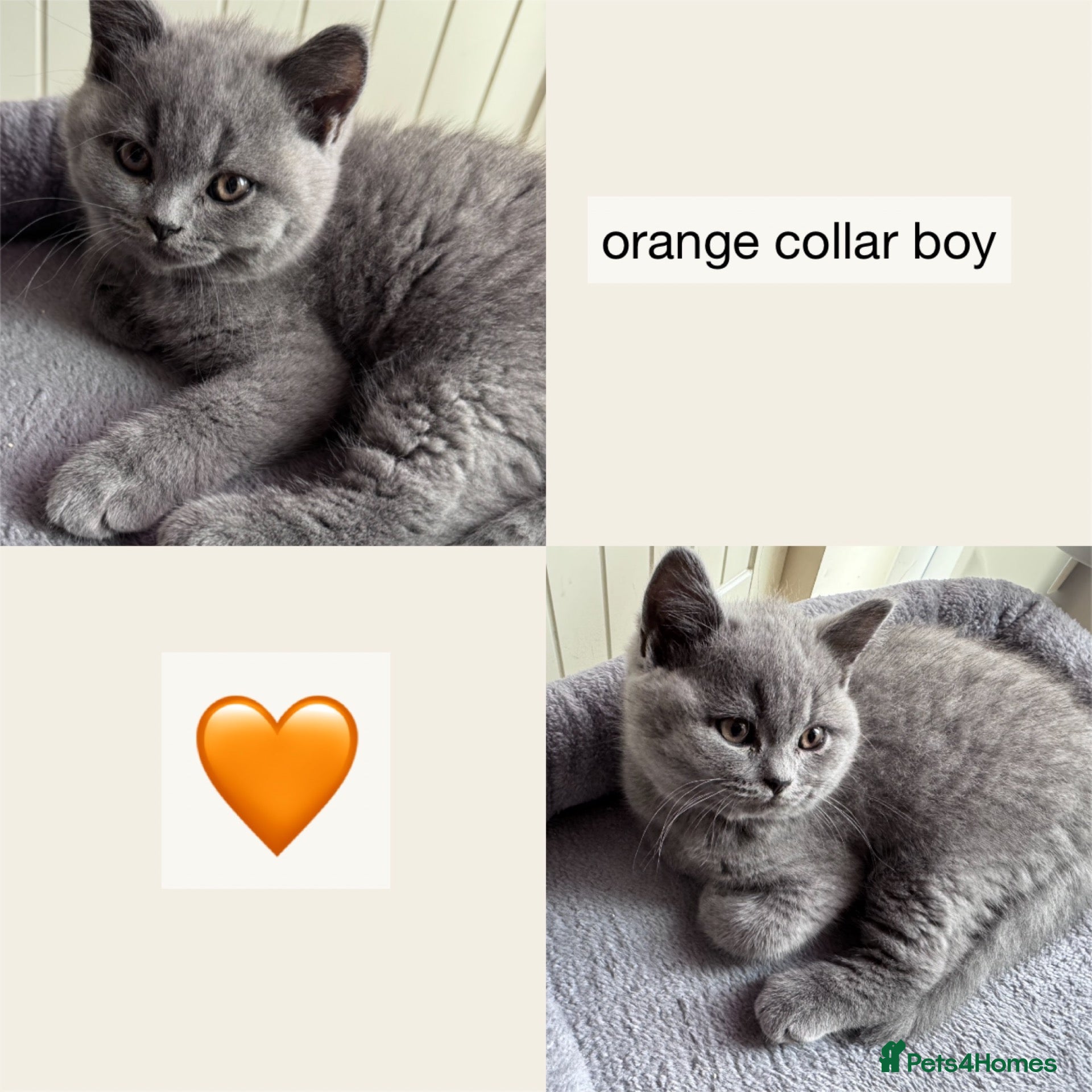 British Shorthair cats Gorgeous British Shorthair Kittens - Advert 2