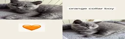British Shorthair cats for sale: Gorgeous British Shorthair Kittens - Advert 2