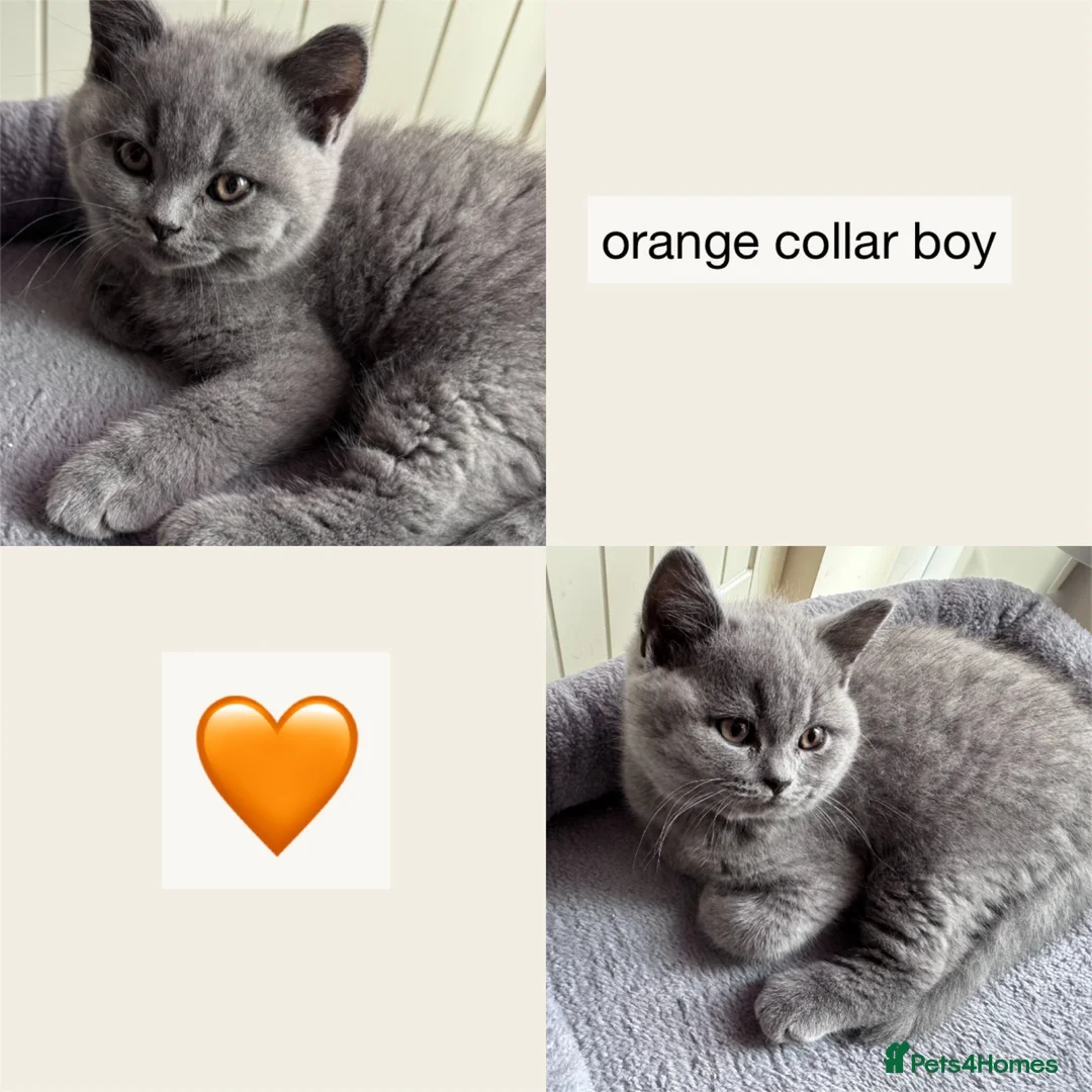 British Shorthair cats for sale: Gorgeous British Shorthair Kittens - Advert 2