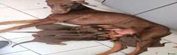 Dobermann dogs for sale: Dobermann puppies  in Maidstone - Advert 9