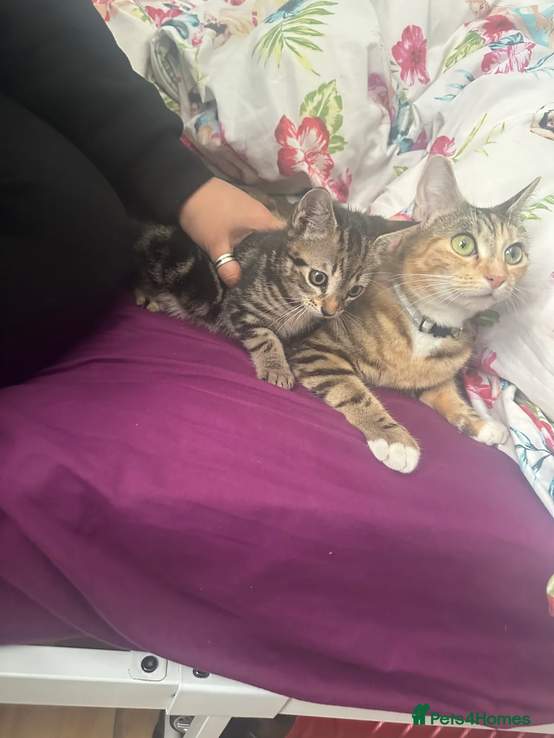 Mixed Breed cats for sale: kittens available  - Advert 2