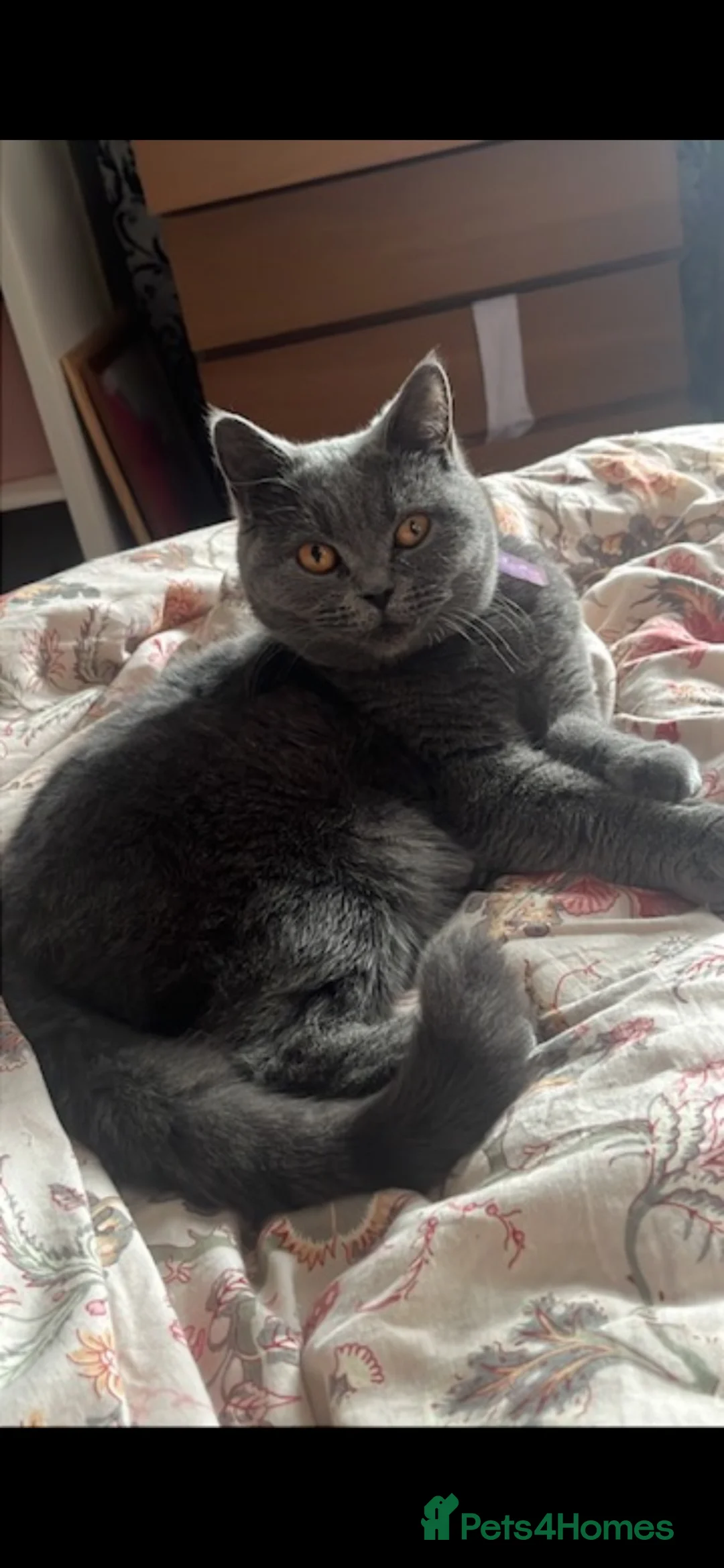 British Shorthair cats for sale: 2 GCCF lovely little kittens looking for home - Advert 7
