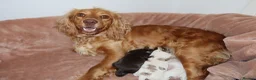 Cocker Spaniel dogs for sale: Adorable cocker spaniel puppies  - Advert 4