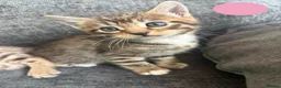 Bengal cats for sale: Beautiful Bengal Cross Kittens - Advert 9