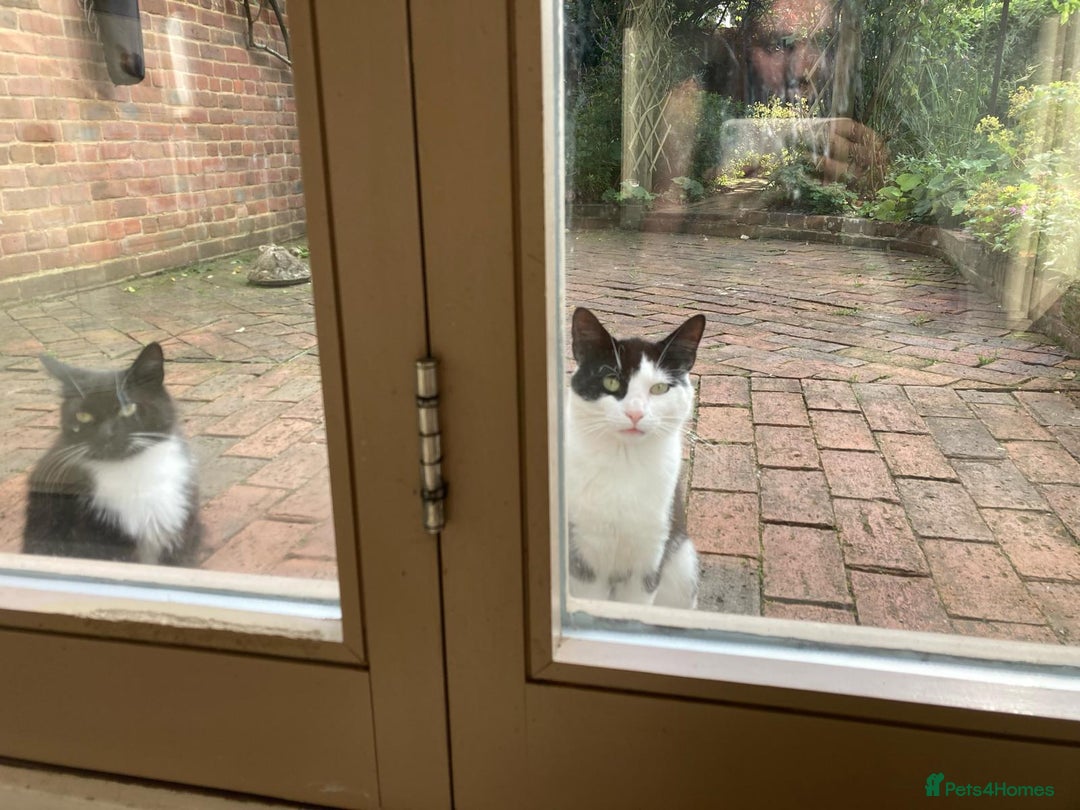 Domestic Shorthair cats for adoption: Bonded mum and son looking for a forever home  - Advert 2