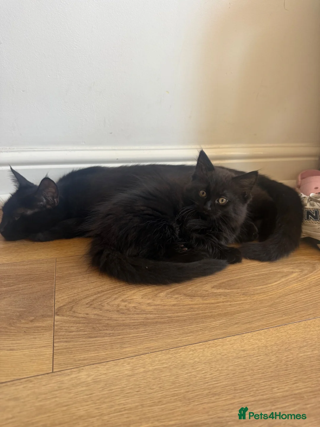 Mixed Breed cats for sale: Kittens for sale £30 each  - Advert 1