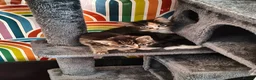 Mixed Breed cats for sale: 5 kittens, Bristol. - Advert 1