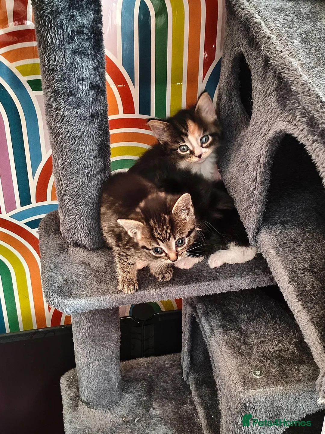Mixed Breed cats for sale: 5 kittens, Bristol. - Advert 1