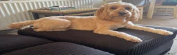 Cockapoo dogs for sale: Teddy - 1 year old male cockapoo  - Advert 1