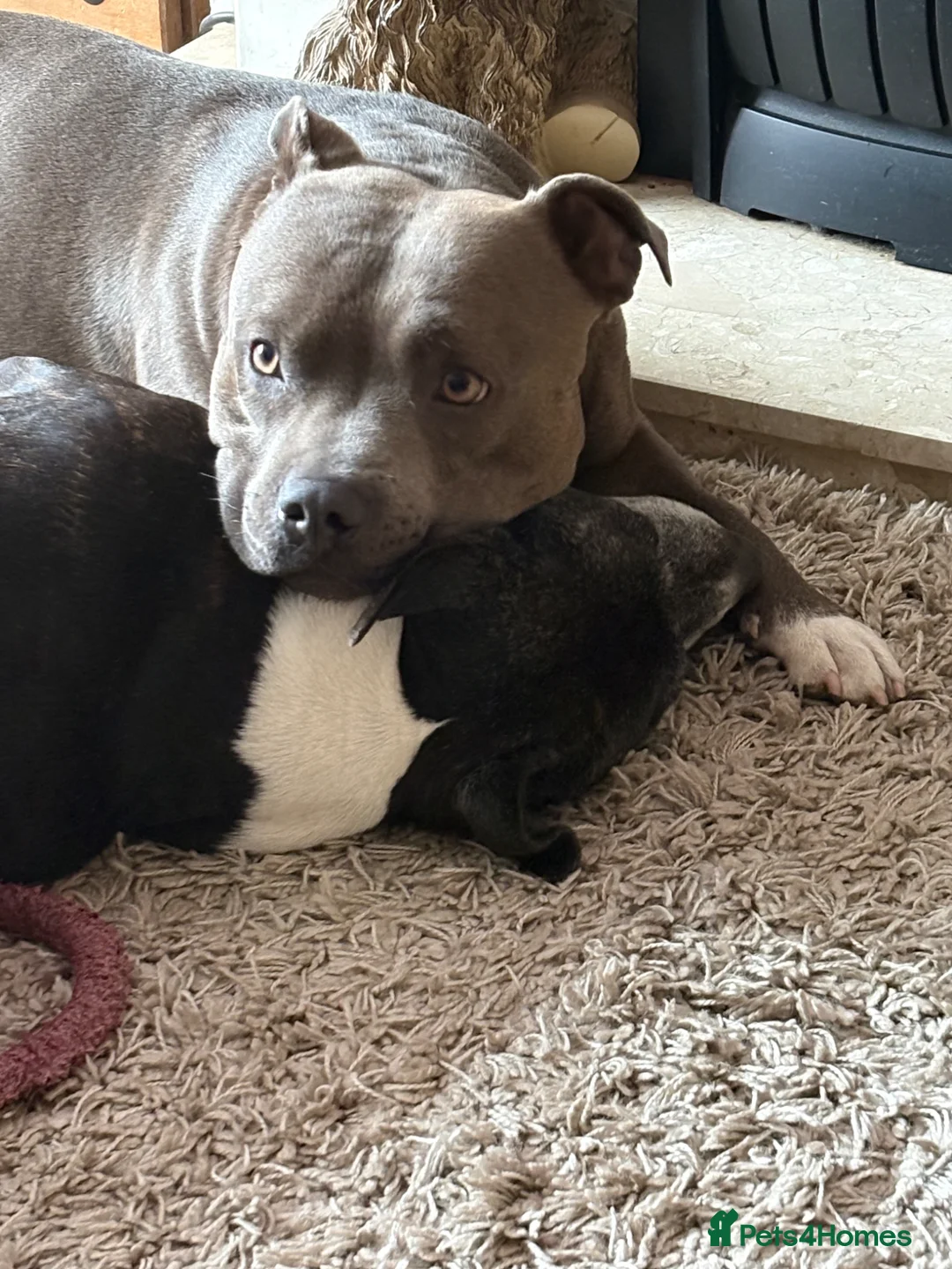 Staffordshire Bull Terrier dogs for stud: Blue staffy for stud  in Hull - Advert 2