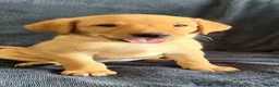 Labrador Retriever dogs for sale: FTCH KC Registered  - Advert 5