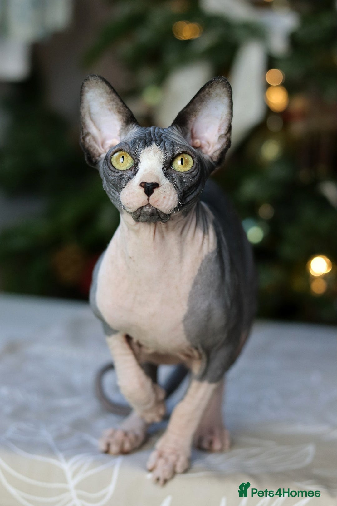 Sphynx cats for sale: Bloodline Sphynx Kittens  - Advert 4