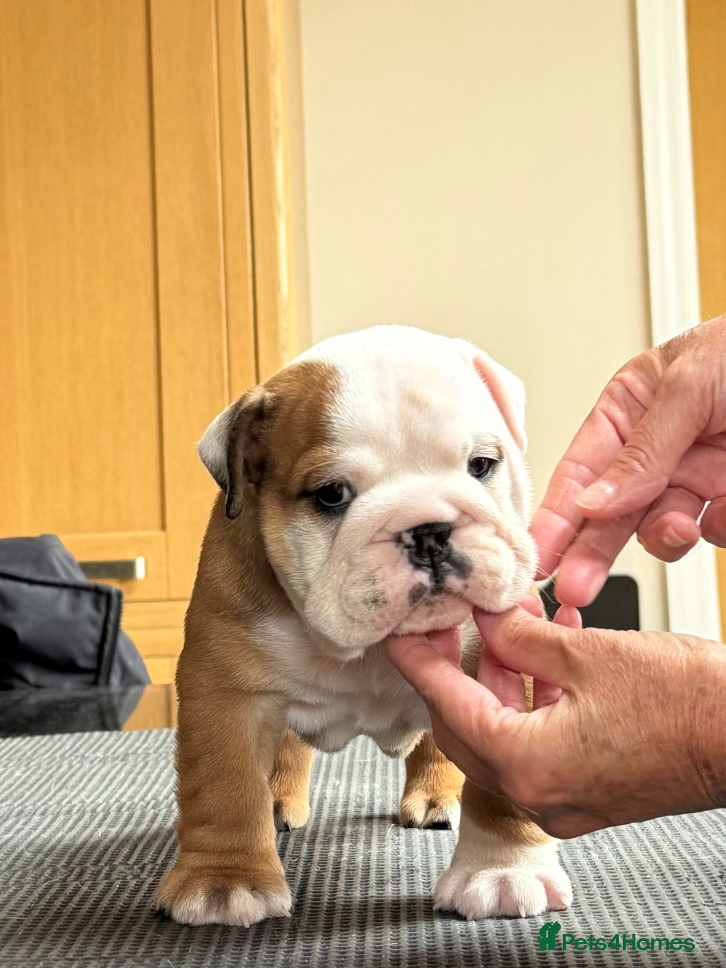 English Bulldog dogs Double ch bred Bulldog Puppies  - Advert 1
