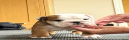 English Bulldog dogs for sale: Double ch bred Bulldog Puppies  - Advert 1