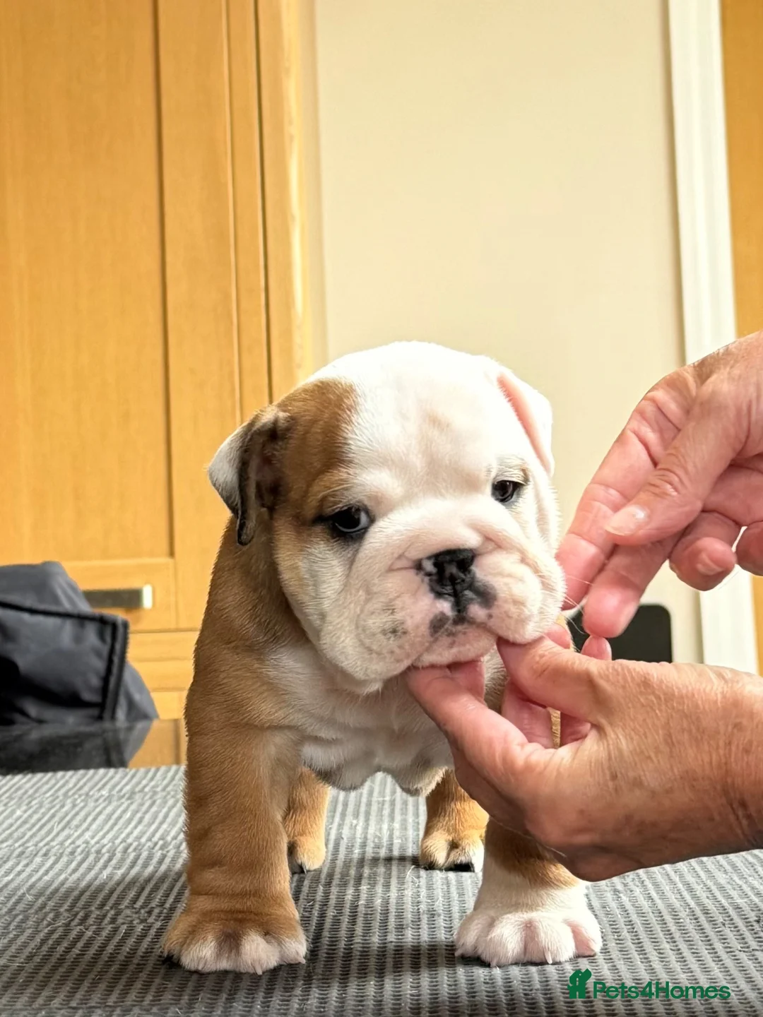 English Bulldog dogs for sale: Double ch bred Bulldog Puppies  - Advert 1