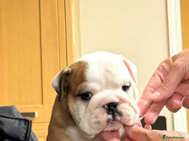 English Bulldog dogs for sale: Double ch bred Bulldog Puppies - Advert 1