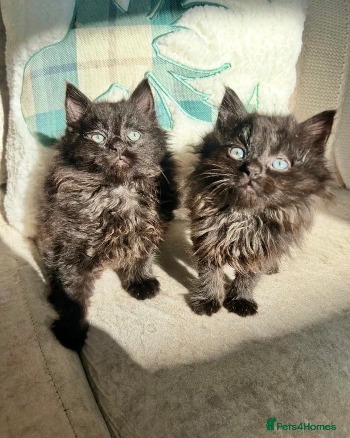 Mixed Breed cats Maine Coon Kittens - Advert 3