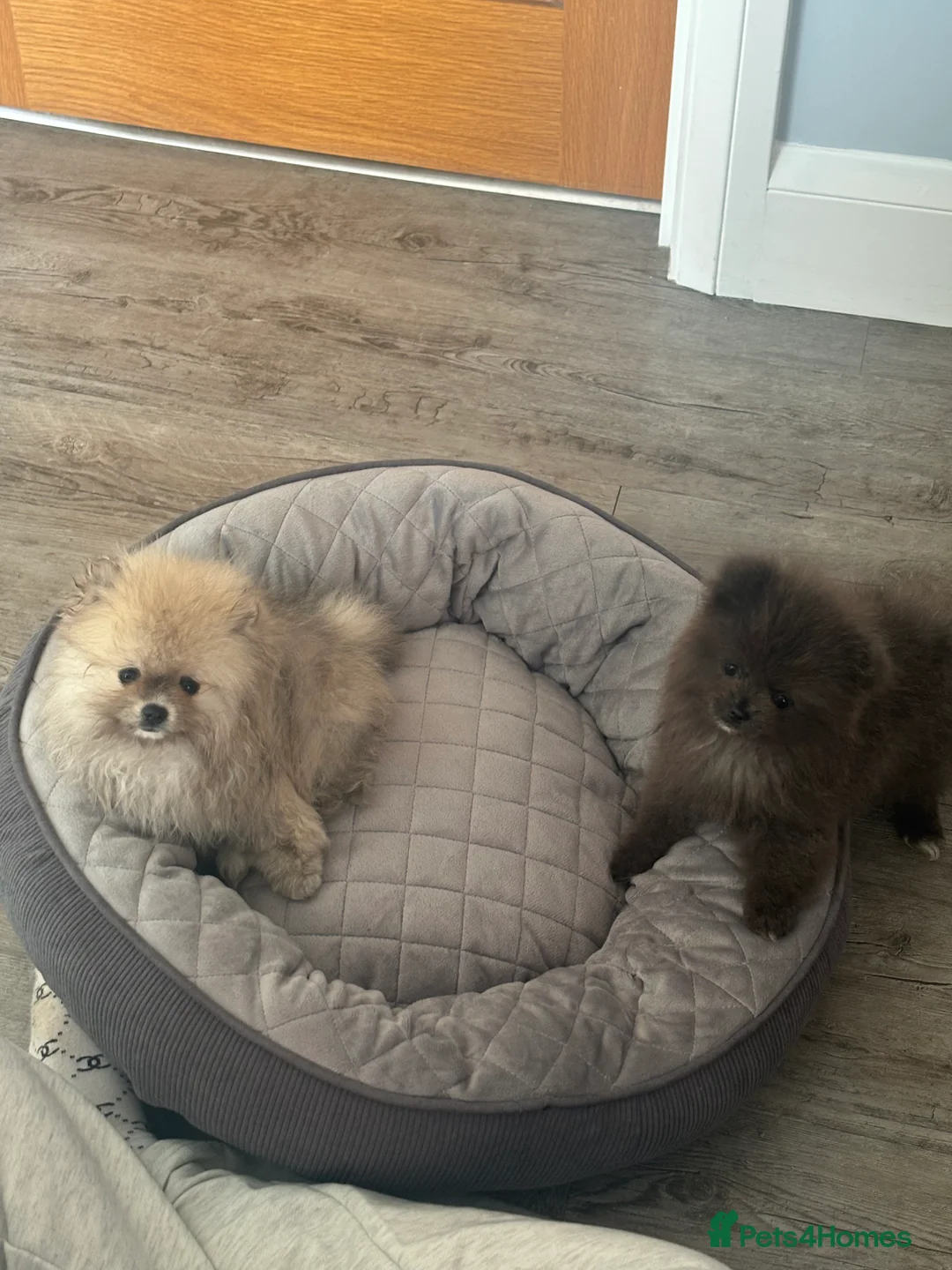 Pomeranian dogs for sale: Pomaranian  - Advert 2