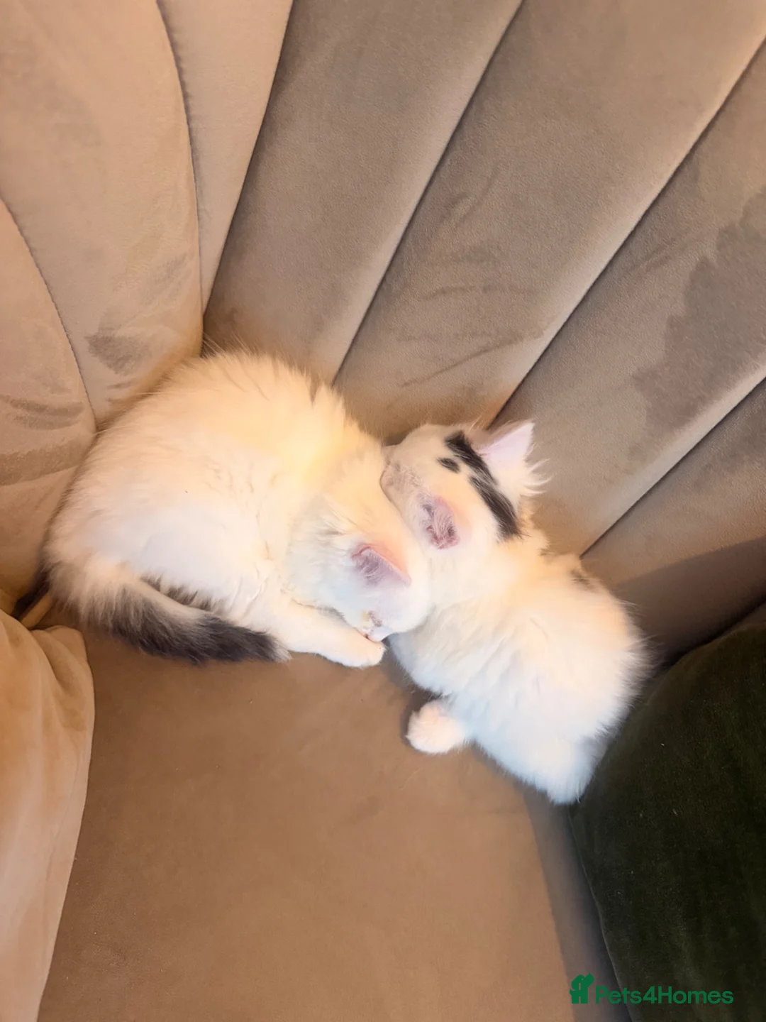 Mixed Breed cats for sale: X2 kittens available 8 weeks old long hair white  - Advert 2