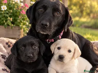 Labrador Retriever dogs 🫶🏻KC Lab Retriever 11.10.2026 - Advert 1