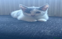 Mixed Breed cats for sale: Last girl black and white 50 pounds  - Image 7