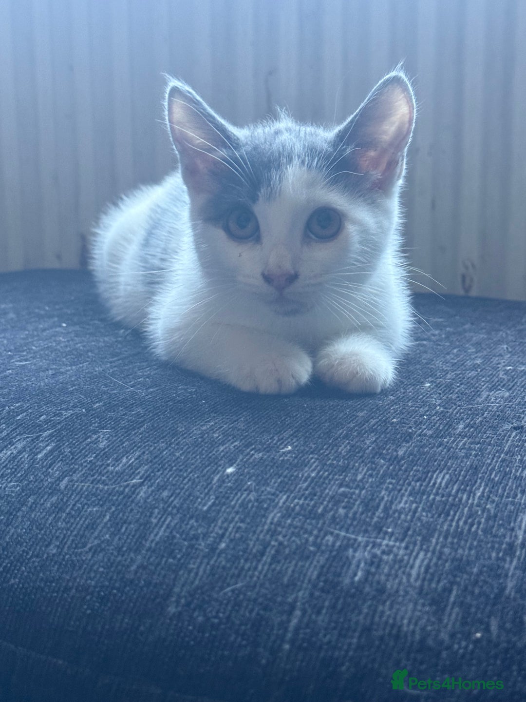 Mixed Breed cats for sale: Last girl black and white 50 pounds  - Image 7