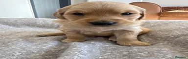 Golden Retriever Puppy 1 RESERVED