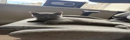 British Shorthair cats for sale: ACTIVE British shorthair  - Advert 4